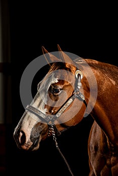 Bay horse on black, portrait