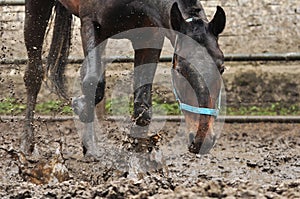 Bay horse in a blue halter splashes muddy water in a paddock photo