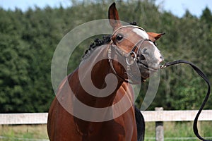 Bay horse with bridle funny portrait in summer