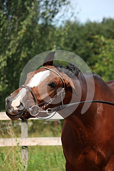 Bay horse with bridle funny portrait in summer