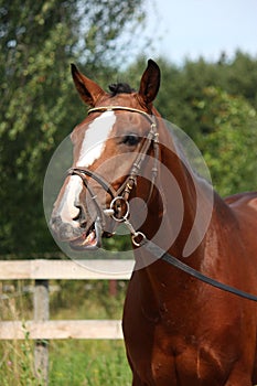 Bay horse with bridle funny portrait in summer