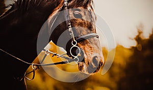 A bay horse with a bridle on its face an autumn day. It showcases the world of equestrian sports and horseback riding,
