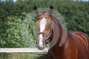 Bay horse with bridle portrait in summer