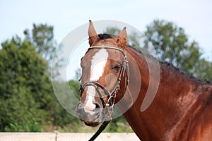 Bay horse with bridle portrait in summer