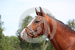 Bay horse with bridle portrait in summer