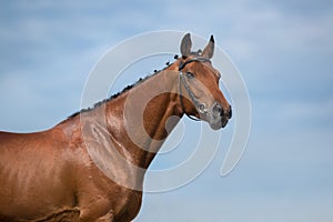 Bay horse in bridle photo