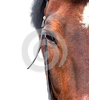 Bay horse close up on a white background.