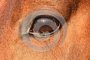 Bay horse dark brown eye close-up