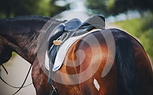 A bay horse with a dark long tail is wearing sports equipment for equestrian competitions. This saddle, stirrup, bridle and