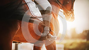 A bay horse with a dark tail and a rider in the saddle is trotting to meet the sunlight on a summer day. Equestrian sports. Horse