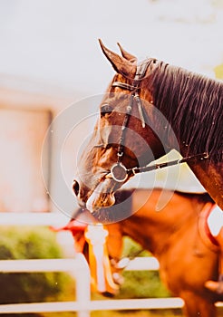 A bay horse is depicted at an awards ceremony for equestrian competitions. The competitive nature of equestrian sports and the