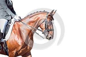 Bay horse: dressage - with clipping path