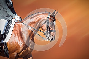 Bay horse: dressage - equestrian sport photo