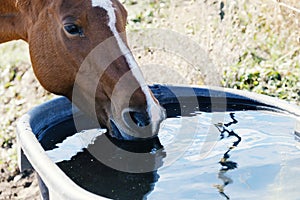 Bay horse drinking water close up