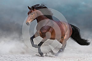 Bay horse in dust