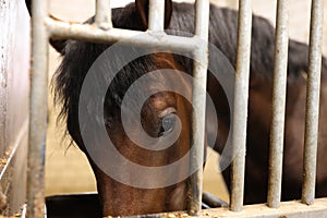 Bay horse eats in feeder while standing in stall