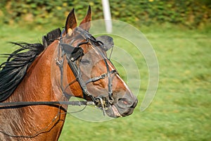 Bay horse on equestrian competition, nice animal