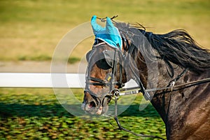 Bay horse on equestrian competition, nice animal