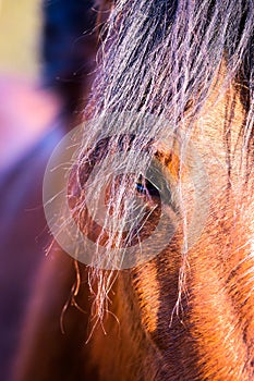 Bay Horse Eye Close Up