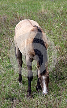 Bay Horse Feeding on  Green Grass