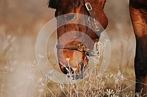 Bay horse on field in leather halter