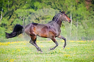 Bay horse with flower runs gallop in summer time