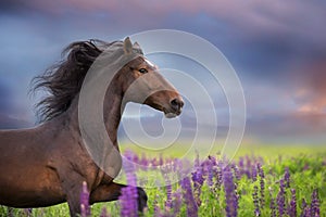 Bay horse in flowers