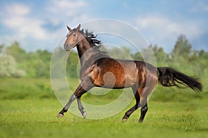 Bay horse free run gallop