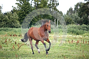 Bay horse galloping free at the pasture
