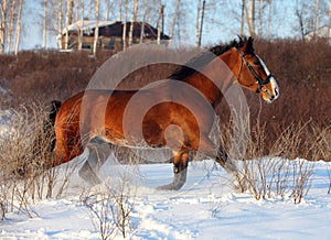 Bay horse galloping in winter stud farm