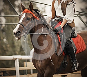 A Bay horse gallops with a rider in the saddle, who is dressed in  pirate costume