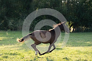 The bay horse gallops wildly across the vast expanses steppe. Brown horse running gallop in wheat field