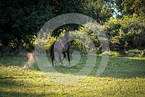 The bay horse gallops wildly across the vast expanses steppe. Brown horse running gallop in wheat field