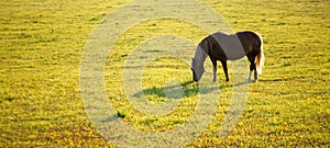Bay horse grazes on a green field at dawn