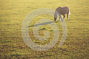 Bay horse grazes on a green field at dawn