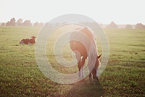 Bay horse grazes on a green field at dawn