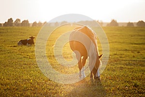 Bay horse grazes on a green field at dawn