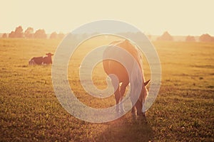 Bay horse grazes on a green field at dawn