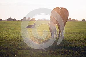 Bay horse grazes on a green field at dawn