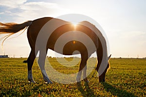 Bay horse grazes on a green field at dawn