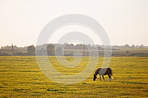 Bay horse grazes on a green field at dawn