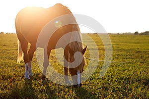 Bay horse grazes on a green field at dawn