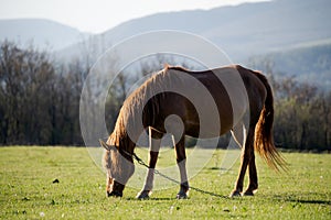 A bay horse grazes on a green meadow. She eats fresh grass in the village and her mane is illuminated by the warm