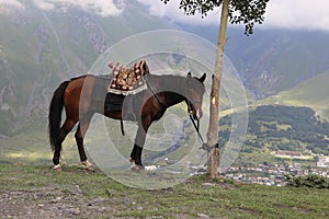 A bay horse grazes in the mountains