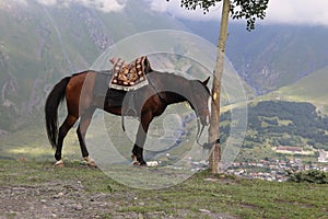 A bay horse grazes in the mountains