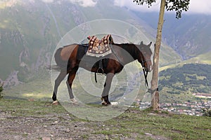 A bay horse grazes in the mountains