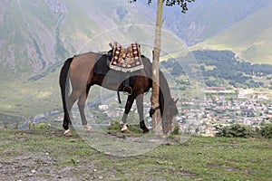 A bay horse grazes in the mountains