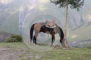 A bay horse grazes in the mountains