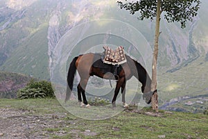 a bay horse grazes in the mountains