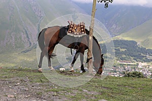 A bay horse grazes in the mountains